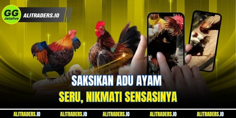 Saksikan adu ayam seru, nikmati sensasinya